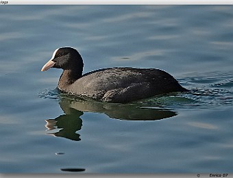 Animali 040